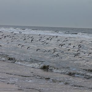 Sanderlings In flight