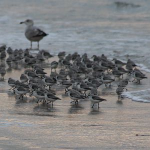 Sanderlings - and gull