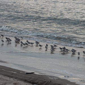 Sanderlings