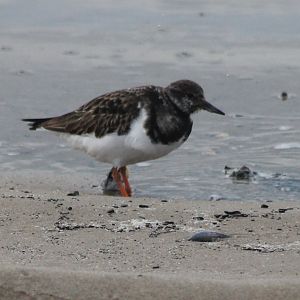 Ruddy turnstone