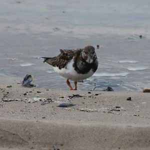 Ruddy turnstone