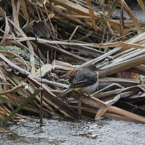 Grey wagtail