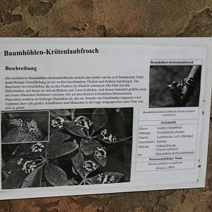 Sign Trachychephalus resinifictrix