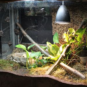 Enclosure Trachycephalus resinifictrix