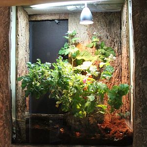 Enclosure Australian walking stick