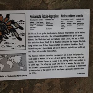 Sign Mexican red-knee tarantula