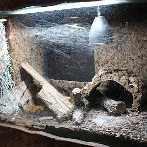 Enclosure Mexican red-knee tarantula