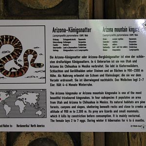 Sign Arizona mountain kingsnake