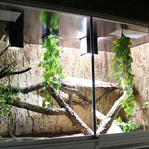 Enclosure Arizona mountain kingsnake