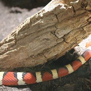 Arizona mountain kingsnake