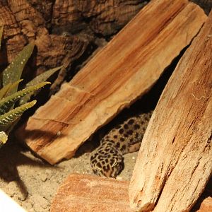 Leopard gecko