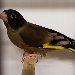 Black-headed greenfinch