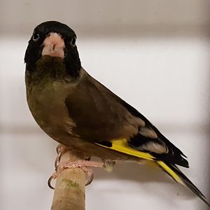 Black-headed greenfinch