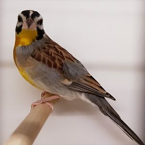 Golden-breasted bunting