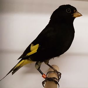 Black siskin