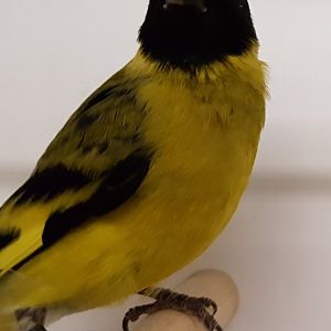 Black-headed siskin