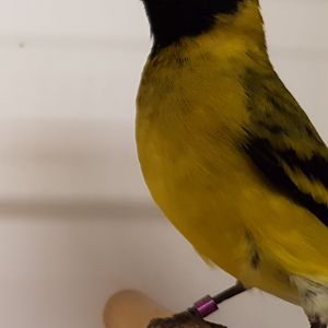 Black-headed siskin