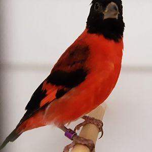 Red siskin