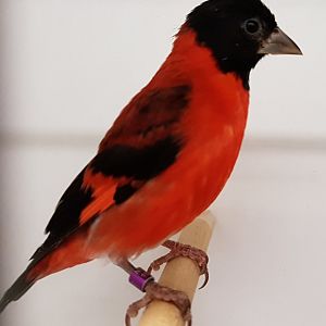 Red siskin