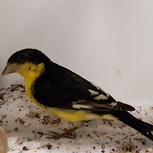 Lesser goldfinch