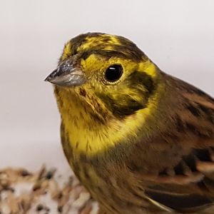Yellowhammer