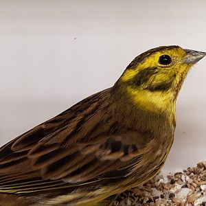 Yellowhammer