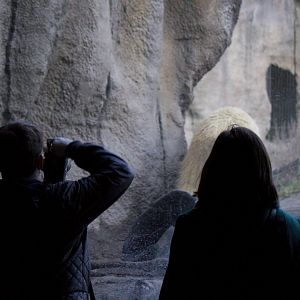 Mystery ZooChatters and Polar bears