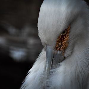 Maguari Stork- Dallas Zoo