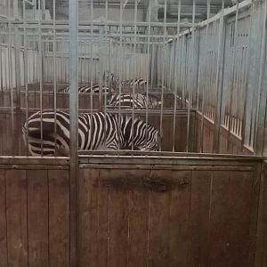 zebra indoor enclosure