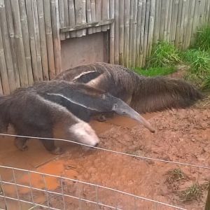 Giant Anteaters