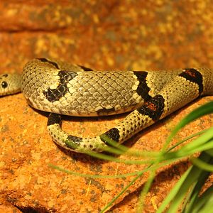 Lampropeltis altema