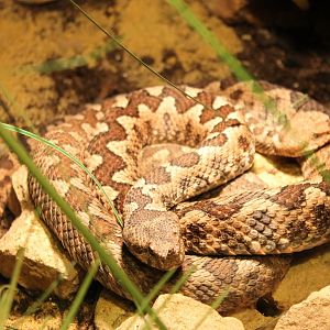 Horned vipers - Vipera ammondytes