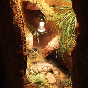 Enclosure Horned viper