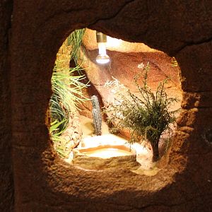 Enclosure Lampropeltis altema