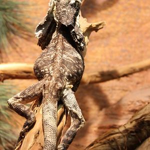 Frill-necked lizard