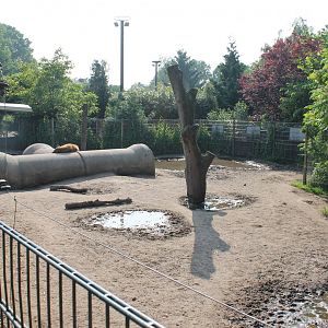 Spotted hyena Enclosure