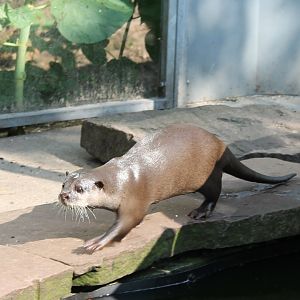 Asian small-clawed Otter