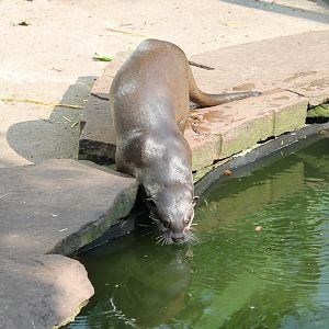 Asian small-clawed Otter
