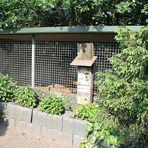 Indoor-enclosure Small-clawed otter