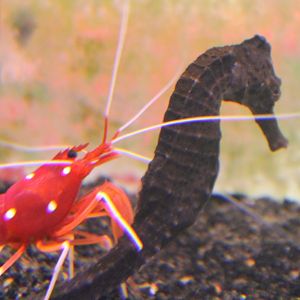 Hippocampus reidi And Shrimp