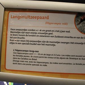 Sign Hippocampus reidi