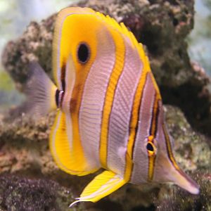 Copperband butterflyfish