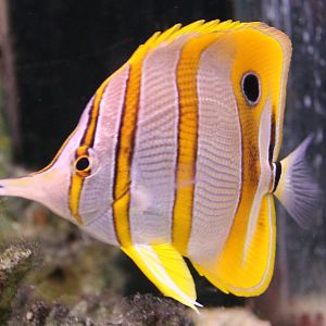 Copperband butterflyfish