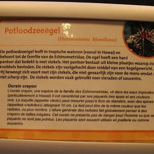 Sign Long-spined sea-urchin