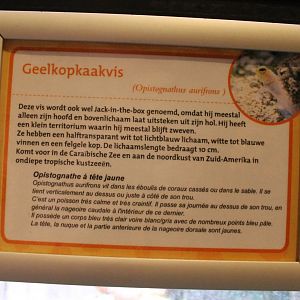 Sign Opistognathus aurifrons