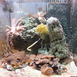 Sea-anemone Aquarium