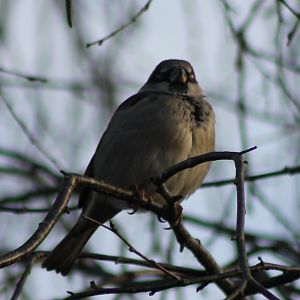 House sparrow