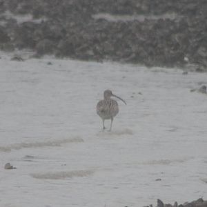 Eurasian curlew
