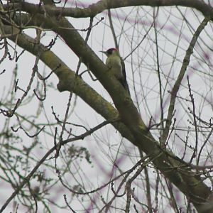 Green woodpecker