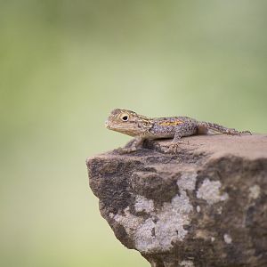 Common agama